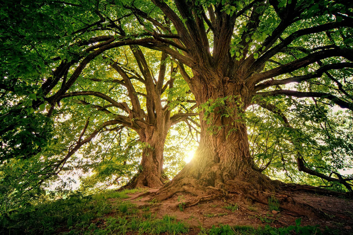 quelle est la signification spirituelle de l arbre de vie ? 